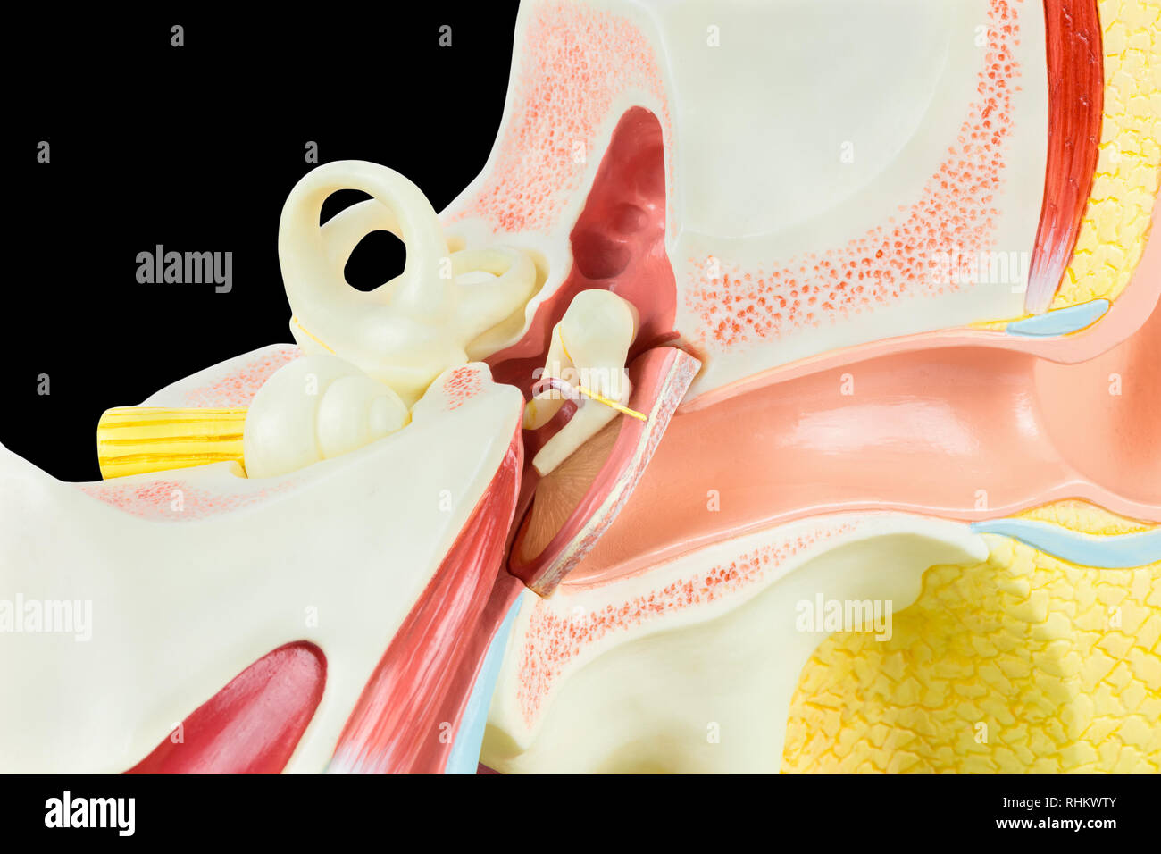 Inside of human ear model isolated on black background Stock Photo