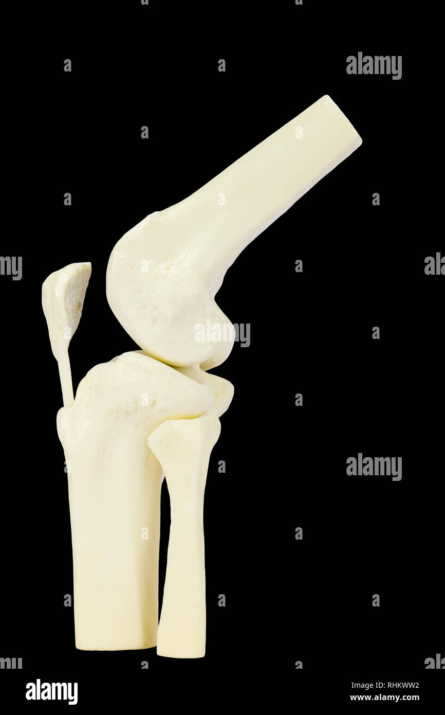 Knee joint model of human leg isolated on black background Stock Photo