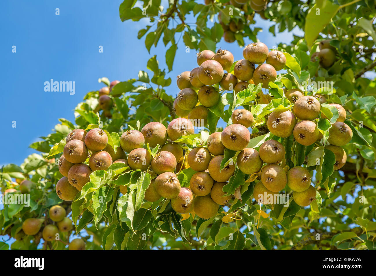 Many pears hanging at branch of pear tree with blue sky Stock Photo