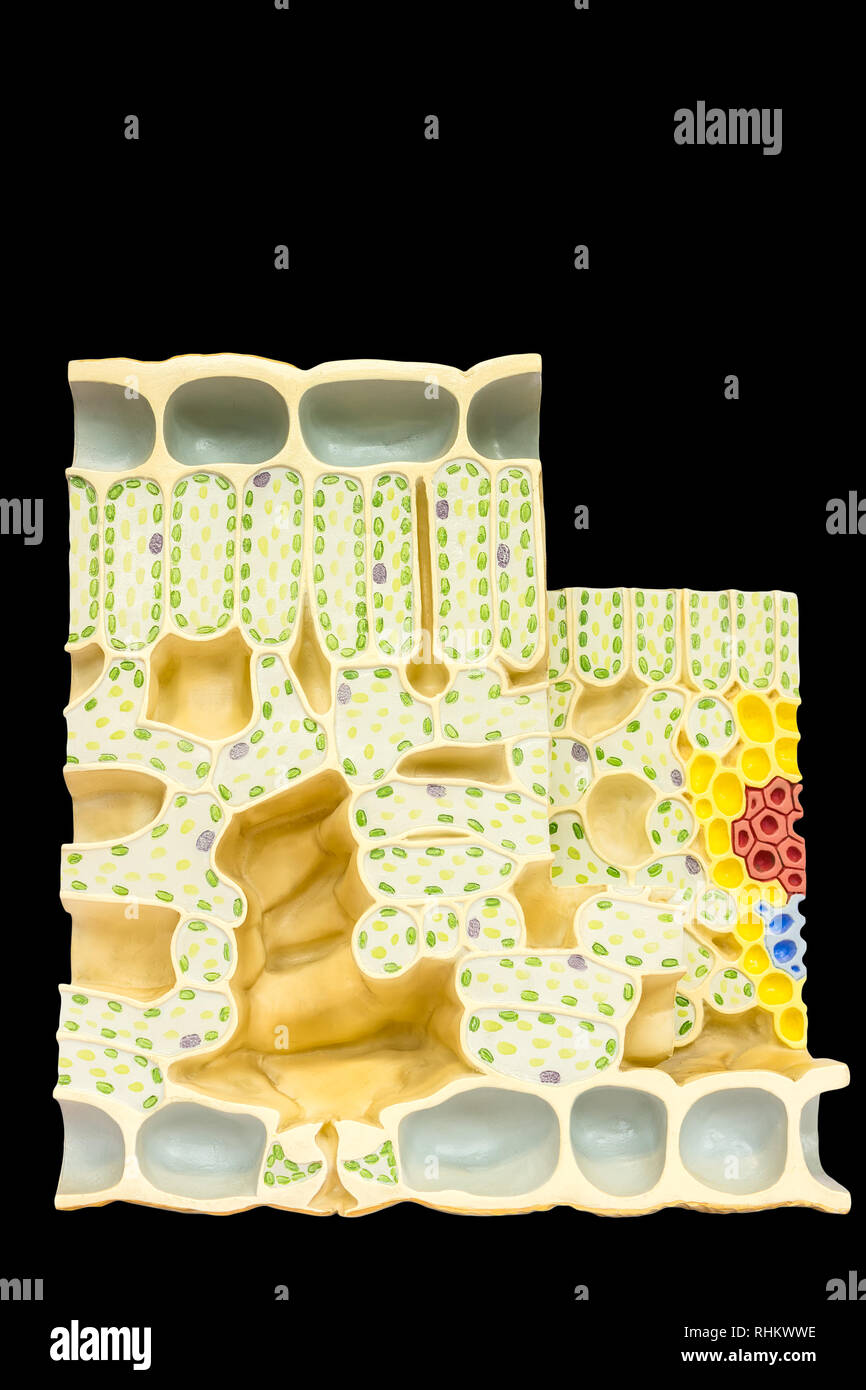 Model leaf with plant cells  chloroplasts chlorophyll isolated on black background Stock Photo