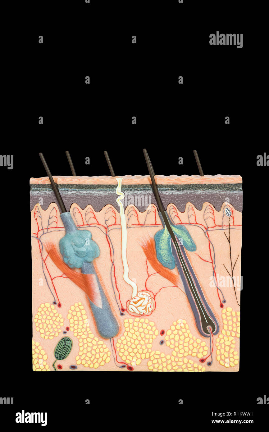 Artificial model human skin tissue isolated on black background Stock Photo