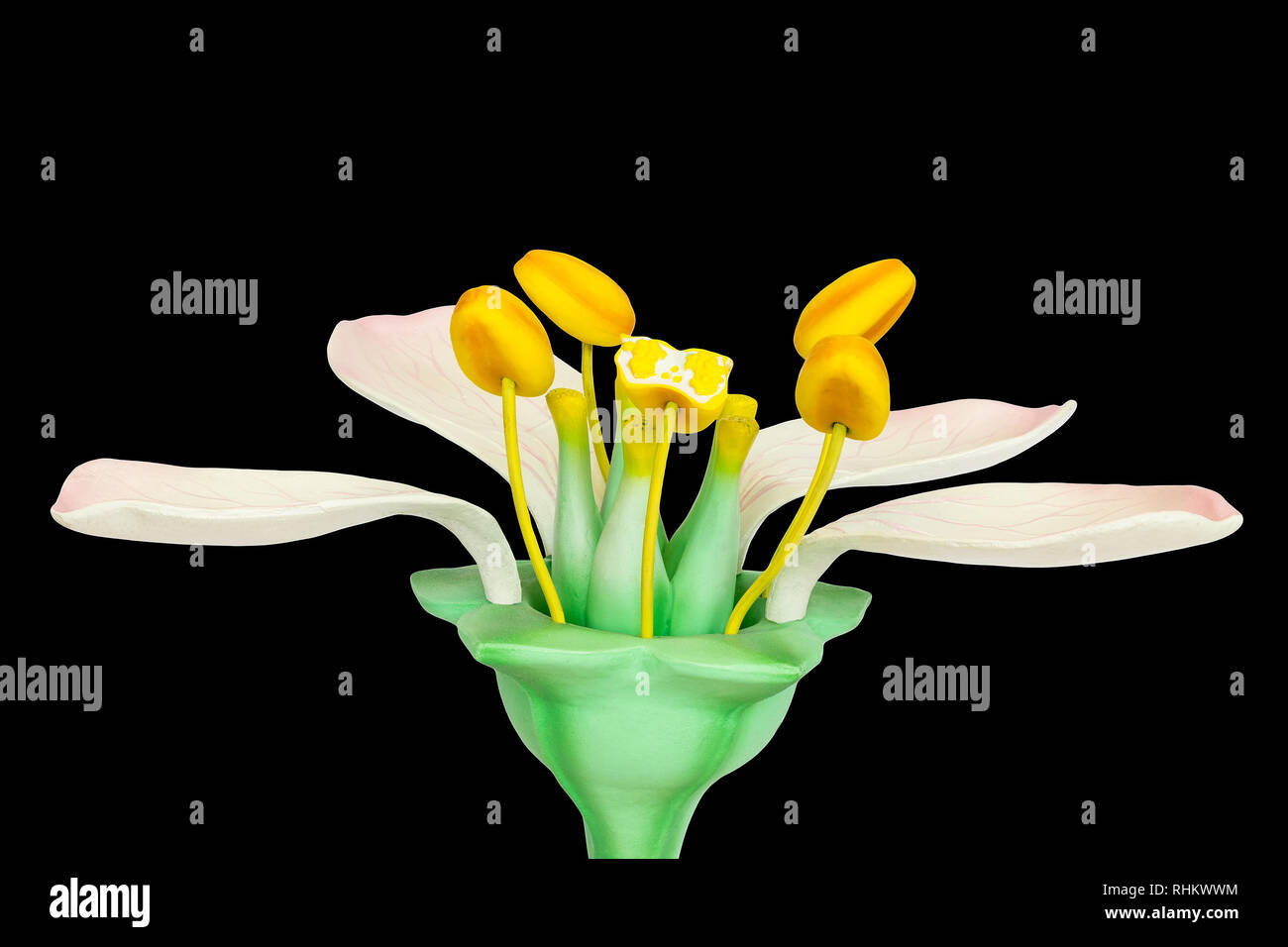 Model of flower with stamens and pistils isolated on black background Stock Photo