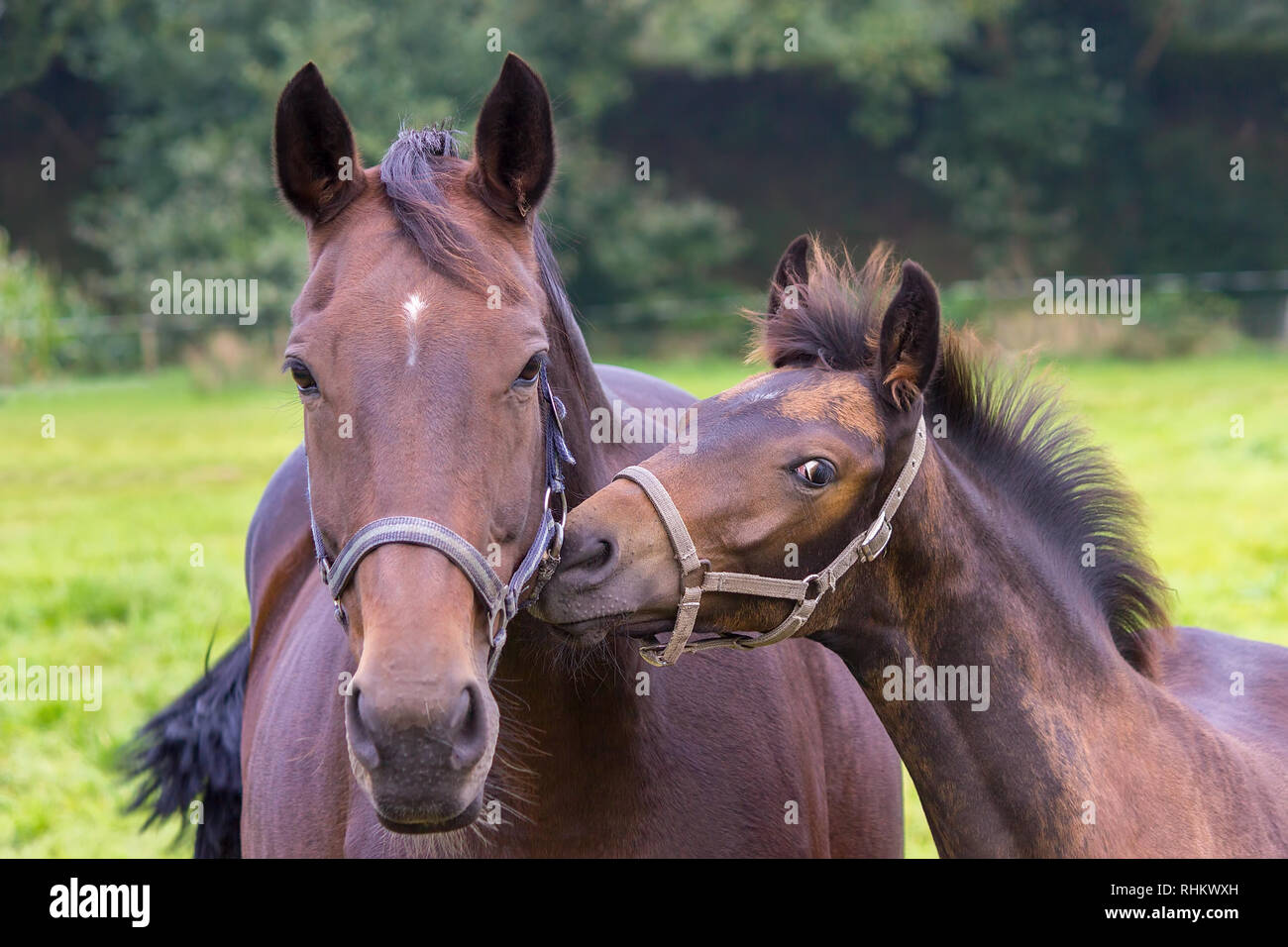 Portrait of mother horse with foal in dutch meadow Stock Photo