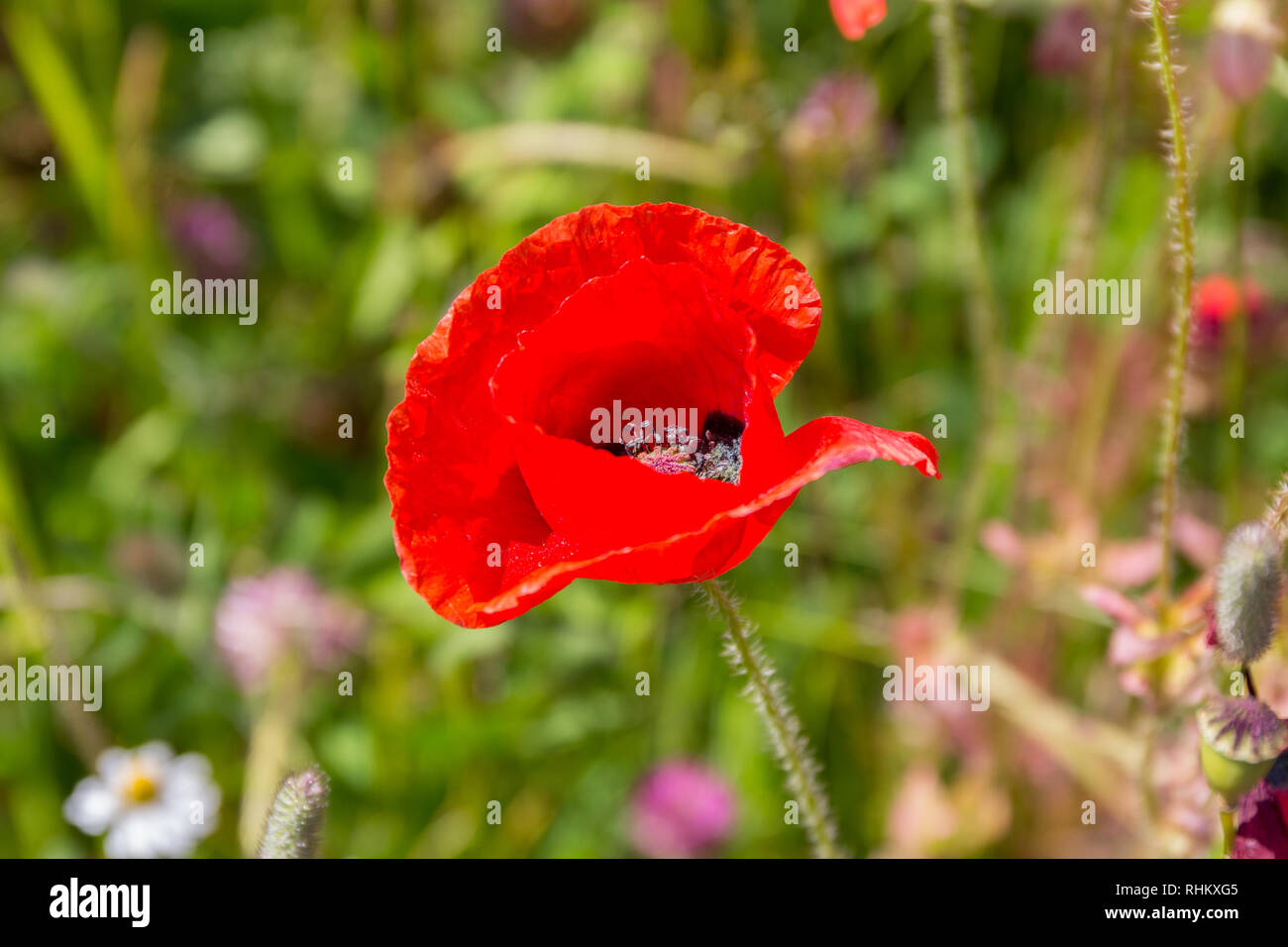 Field poppy on Fehmarn island, Germany Stock Photo