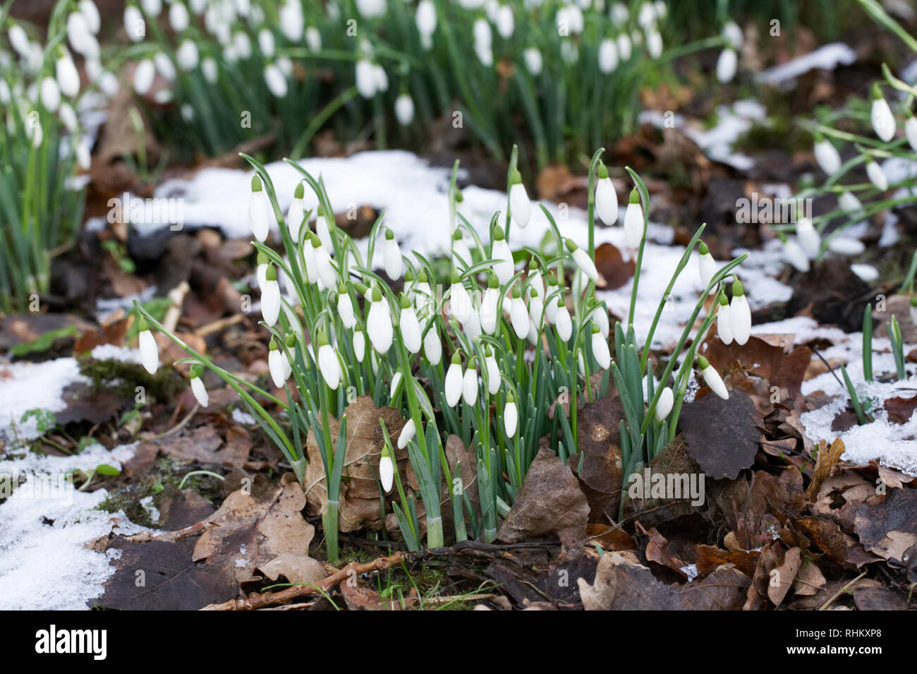 Galanthus S. Arnott. Species snowdrop growing on the edge of a woodland garden. Stock Photo