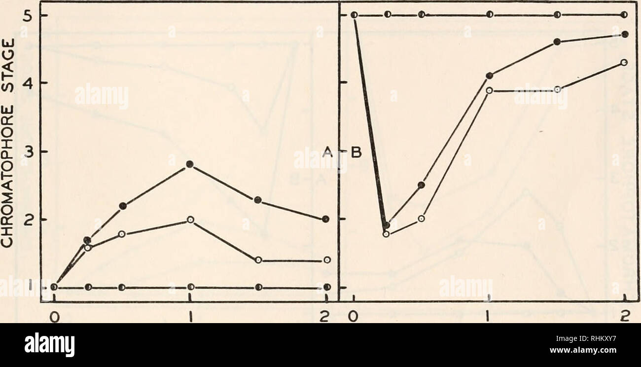 . The Biological bulletin. Biology; Zoology; Biology; Marine Biology. RED CHROMATOPHORES OF CRAYFISHES 323 suggests that the titers of chromatophorotropins in the blood at the time of injection are important or else when the extracts are injected materials are secreted to an- tagonize the added hormones. Influence of time and temperature upon chromatophorotropins of dwarf crayfish This experiment was designed to determine the effects of boiling and mainte- nance at room temperature upon the titers of RPCH and RPDH in the supraesopha- geal ganglia with the circumesophageal connectives attached Stock Photo