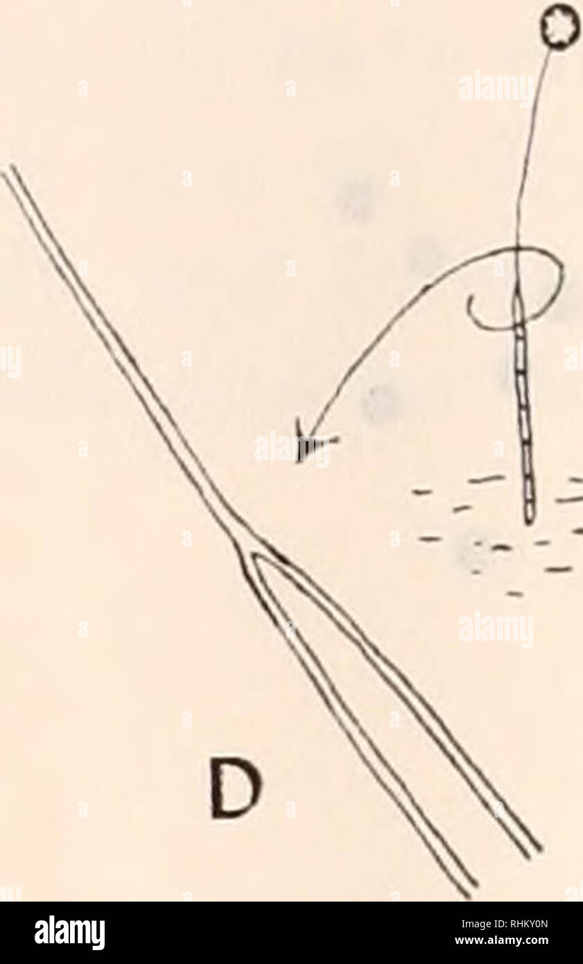 . The Biological bulletin. Biology; Zoology; Biology; Marine Biology. D B FIGURE 2. Camera lucida drawings of small sorocarps. A. D. pnrpitrcniti with 7 stalk cells and 45 spores (not shown). Note the wisp at the end of the stalk. B. P. pallidum with 5 stalk cells and 6 spores. C. The smallest sorocarp obtained. It is P. pallidum with ^ stalk cells and 4 spores. D. D. lactcum showing a small stalk which midway becomes acellular. can adapt to a wide range of concentrations, and can produce, as a result, a wide range of size in their fruiting bodies from ones much smaller than D. mhnitum to ones Stock Photo