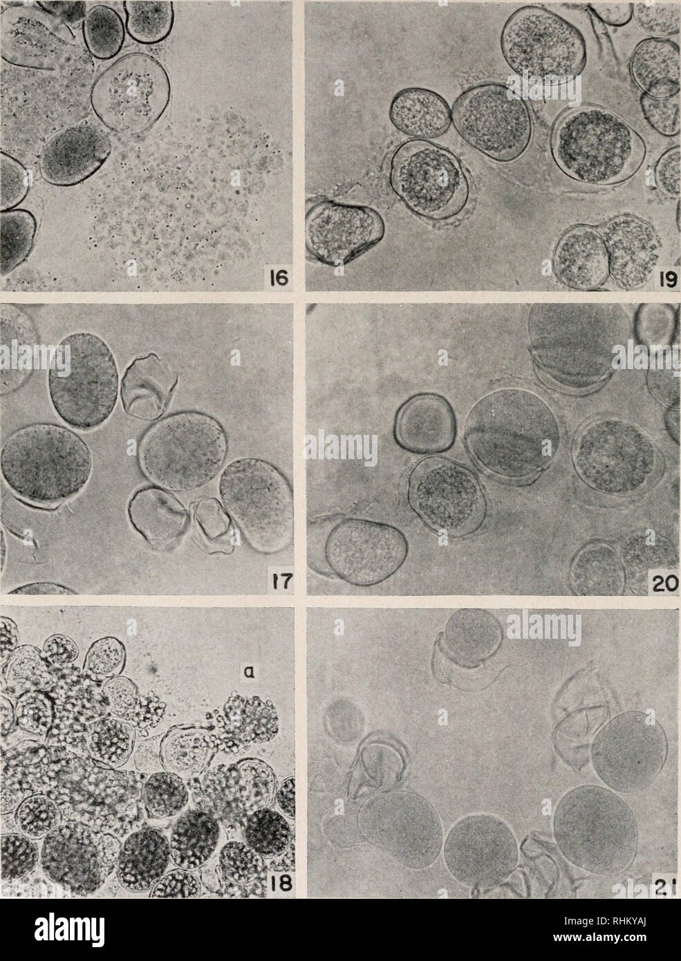 . The Biological bulletin. Biology; Zoology; Biology; Marine Biology. 68 J. C. BLASKOVICS AND K. B. RAPER PLATE IV. Behavior of young and aged macrocysts in Schweitzer's reagent.. 21 FIGURE 16. Young (endocyte-filled) macrocysts following exposure to Schweitzer's re- agent, showing how the cuprammonium solution dissolves the cellulose walls of the macrocysts allowing the endocytes, faintly discernible, to escape. X 360.. Please note that these images are extracted from scanned page images that may have been digitally enhanced for readability - coloration and appearance of these illustrations m Stock Photo