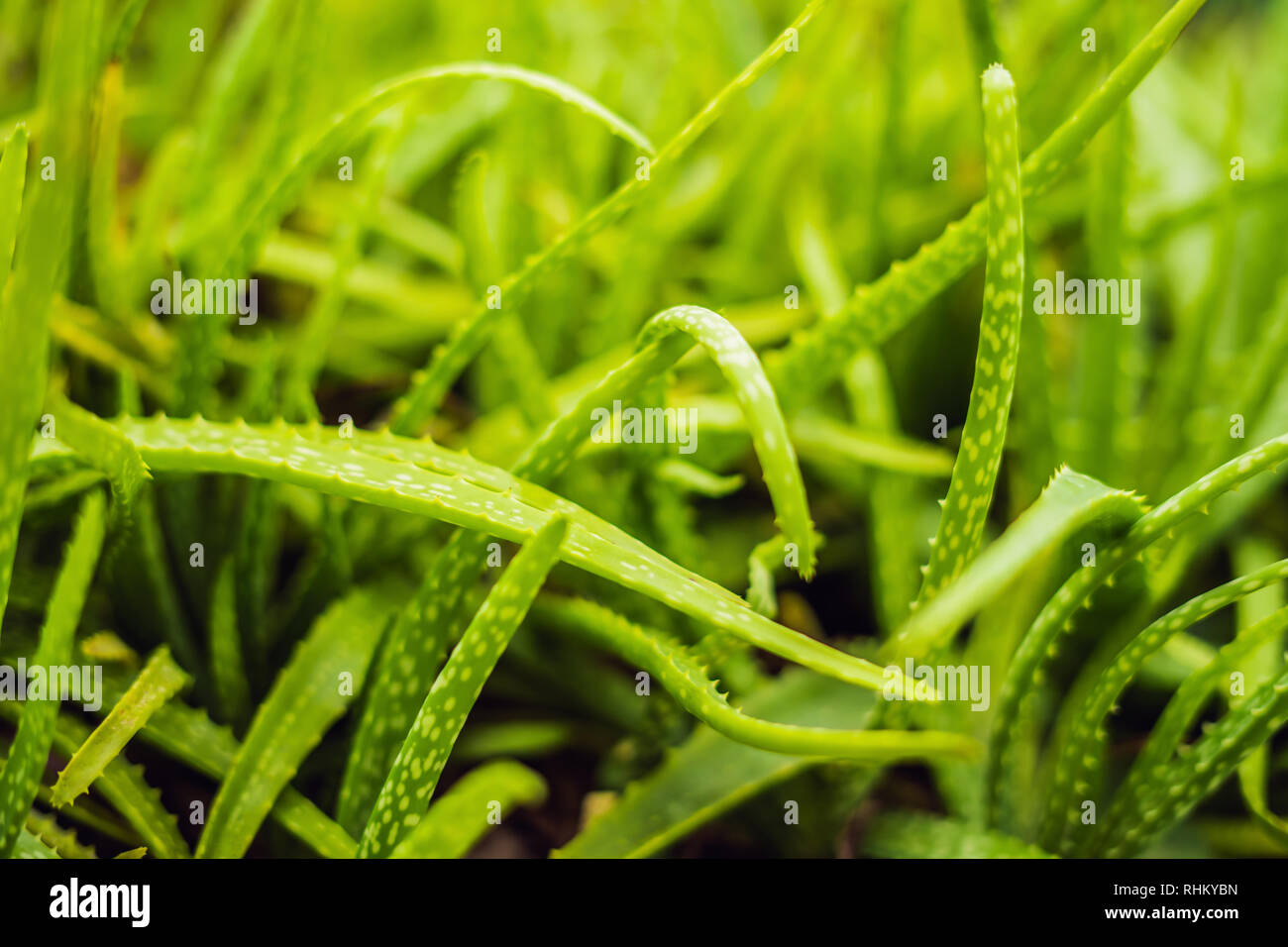 Background of gently green aloe leaf texture Stock Photo