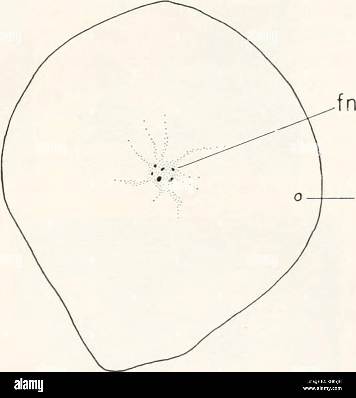 . The Biological bulletin. Biology; Zoology; Biology; Marine Biology. REPRODUCTION IN PHORONOPSIS VIRIDIS 185 ANNUAL CYCLE IN THE GONADS The developmental sequence in the gonad of Phoronopsis viridis is very similar to that described for Phoronis ijiuiai and Phoronis austral is by Ikeda (1903) and for Phoronis psammophila by de Selys Longchamps (1907). Female Gonad. The breeding season for Ph. viridis lasts throughout most of March and April. In the case of the female, the gonad in late February contains large numbers of full-sized ova, each about 60 p. in diameter. At this time most of the ov Stock Photo