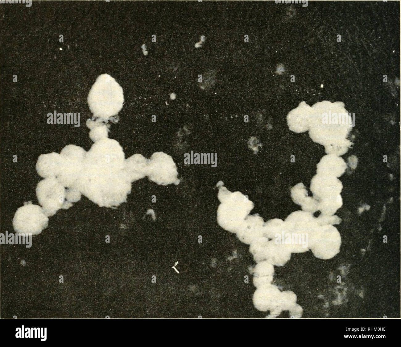 . Biological structure and function; proceedings. Biochemistry; Cytology. 364 DANIEL I. ARNON Table IV shows that, at the high Hght intensity at which cycHc photo- phosphorylation by purified grana was measured, the highest rates were obtained in the system catalyzed by phenazine methosulphate. Photo- phosphorylation in this system was not increased by the addition of an aqueous chloroplast extract. In contrast, photophosphorylation catalyzed. Fig. II. Electron micrograph of isolated spinach grana prepared for electron microscopy by a freeze-drying technique, i cm.- of leaf surface is estimate Stock Photo