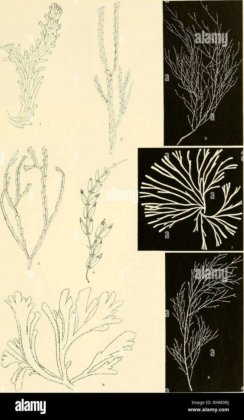 . Biological survey of the Mount Desert Region. Natural history