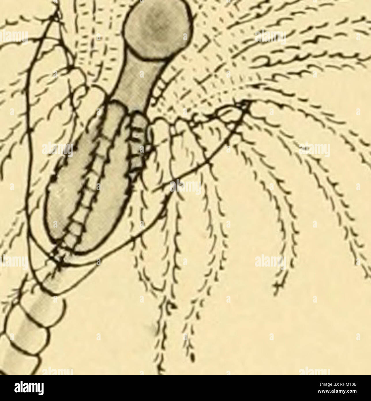Page 3 Obelia High Resolution Stock Photography And Images Alamy