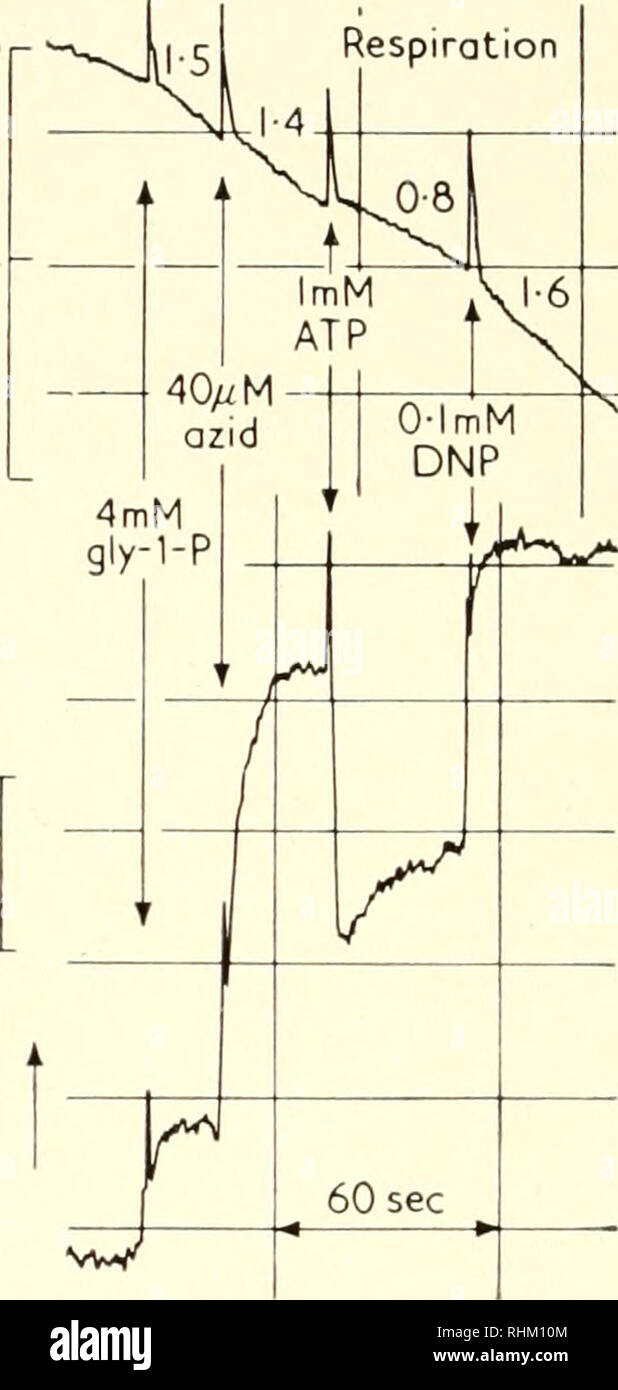 . Biological structure and function; proceedings. Biochemistry; Cytology. 236 MARTIN KLINGENBERG the increase of reduction of cytochrome a. It appears that in these mito- chondria, which are partly uncoupled, the respiratory control is increased by ATP. The &quot;crossover point&quot; between cytochrome h and cytochrome c shows further that the respiration is inhibited by the action of ATP at this point. We conclude that by the &quot;crossover point&quot; of ATP action the reversal of oxidative phosphorylation also at this step of the respiratory chain is demonstrated. It should be noted that  Stock Photo