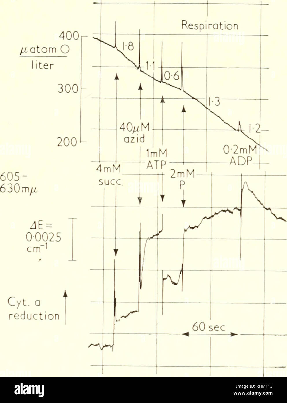 . Biological structure and function; proceedings. Biochemistry; Cytology. NUCLEOTIDES AND MITOCHONDRIAL FUNCTION 235 oxidizing effect of ATP, which otherwise is very small. Azide at this concentration does not yet inhibit noticeably the respiration (cf. also [i6]). The reductive effect of ATP on cytochrome h and the oxidative effect of ATP on cytochromes c and a are reversed by addition of phosphate, ADP or dinitrophenol, as was found with the ATP-dependent reduction of DPX and flavoprotein.. Fig. 7. The simultaneous inhibition of respiration and oxidation of cyto- chrome a in the presence of  Stock Photo