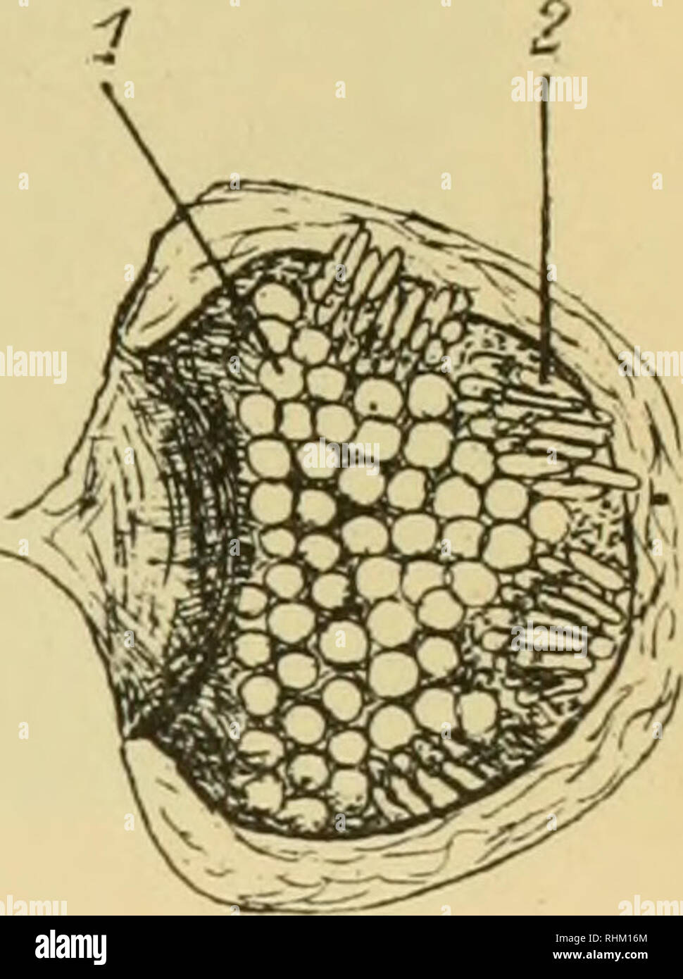 . Biologische studien über dytisciden. Dytiscidae. InternatRevae Bioloff. Suppl VSerie Tafel Wzu W.-L. a. [Ö:. 24. Graphoderus bilineatus. a. b. c. Holloniaslengel mit Eiern und Larven, a. Die Eier schimmern durch b. Der Stengel ist aufgeschnitten, c. Stengel mit auskriechenden Larven, d. Cocon von Hydrophilus piceus aufgeschnitten. I. Hydrophiluseier. 2. Graphoderuseier.. Please note that these images are extracted from scanned page images that may have been digitally enhanced for readability - coloration and appearance of these illustrations may not perfectly resemble the original work.. Wes Stock Photo