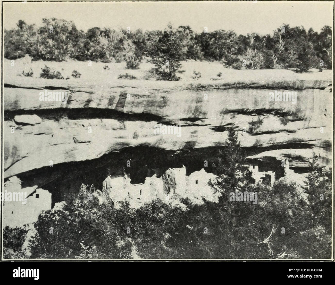 . A biological survey of Colorado. Natural history Colorado; Mammals Colorado; Trees Colorado. North American Fauna No. 33, U. S. Dep.. /-gr. Biological Survey. Plate IV.. Fig. 1.—Spruce Tree Cliff Ruins, Navajo Canyon, Mesa Verde, with Juniper AND Pinyon Forest in the Rough Canyon Country of Southwestern Colorado.. Please note that these images are extracted from scanned page images that may have been digitally enhanced for readability - coloration and appearance of these illustrations may not perfectly resemble the original work.. Cary, Merritt, 1880-1918; United States. Bureau of Biological Stock Photo