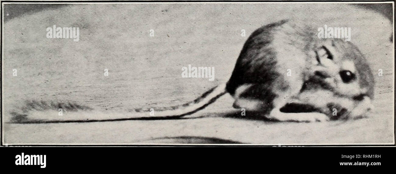 . A biological survey of North Dakota. Mammals North Dakota; Geomorphology North Dakota; Life zones North Dakota; Natural history North Dakota. Fig. 2.—Bean Mouse (Microtus pennsylvanicus wahema) Captive taken with store of ground beans near Cannon Ball. About two-thirds natural size. B252M Fig. 3.—Richardson Kangaroo Rat (Perodipus montanus RICHARDSONl). Please note that these images are extracted from scanned page images that may have been digitally enhanced for readability - coloration and appearance of these illustrations may not perfectly resemble the original work.. Bailey, Vernon, 1864- Stock Photo