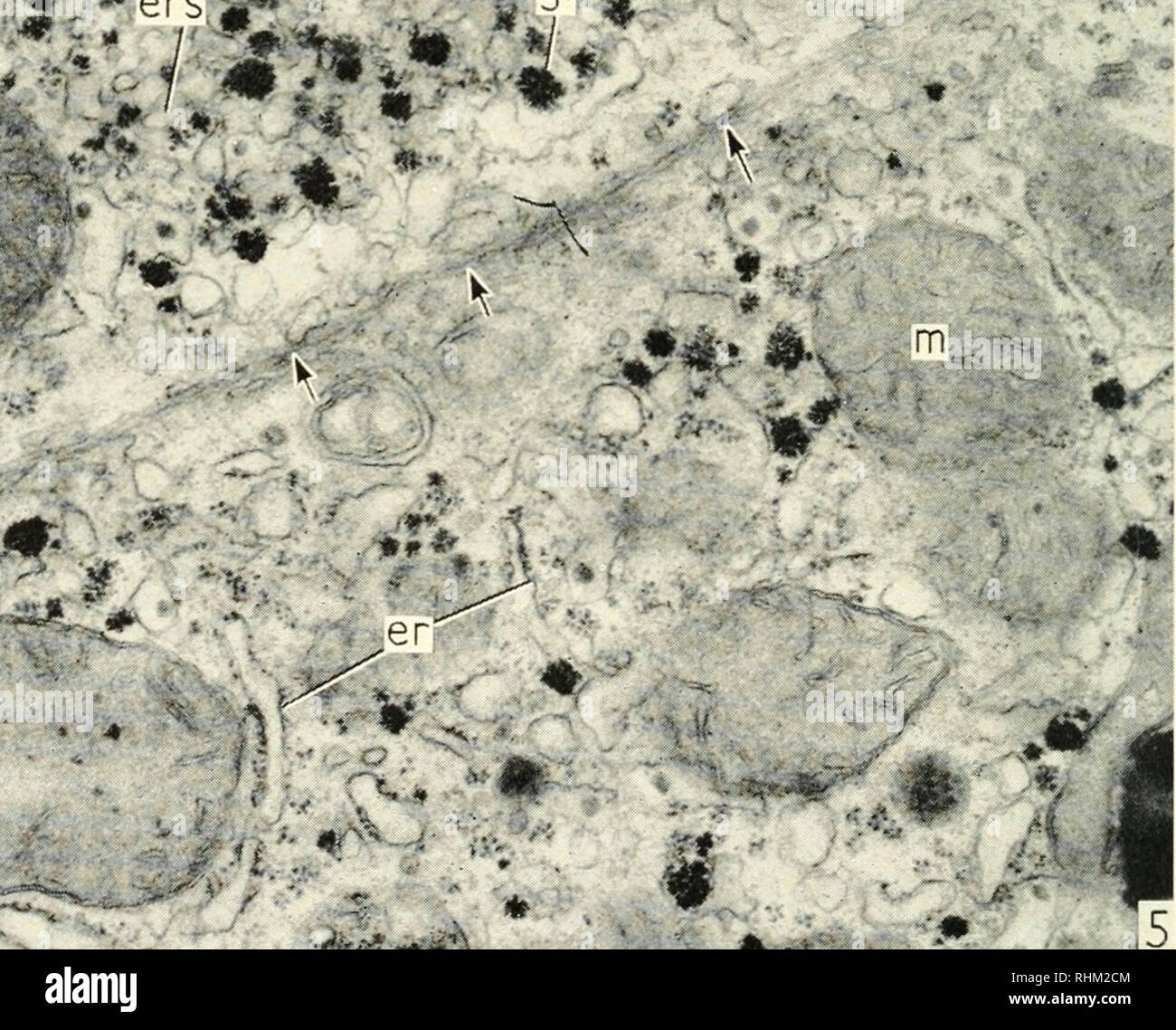 Biological Structure And Function Proceedings Biochemistry Cytology I Cm Cm A V Li A V V A Observations That Stimulated An Investigation Into The Possible Relationship Between The Smooth Er