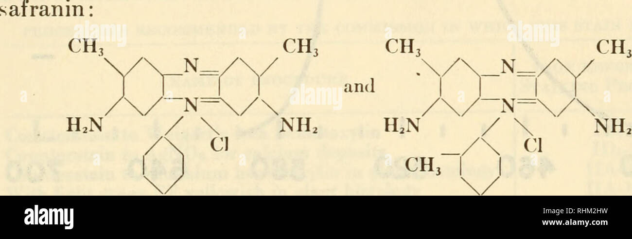 . Biological stains; a handbook on the nature and uses of the dyes employed in the biological laboratory. Stains and staining (Microscopy); Stains and Staining; Dyes. Quinone-imine Dyes 129 Moore (1933) has called for phenosafranin in staining colonics of bacteria and fungi. The commercial safranins are ordinarily methyl or ethyl substitution products of this; or occasionally phenyl substitution products. The one of greatest value to the biologist is generally called safranin O. L20 SAFRANIN O C. I. NO. 841 Synonyms: Safranin Y or A. Gossypimine. Cotton red. SHghtly different shades: Safranin  Stock Photo