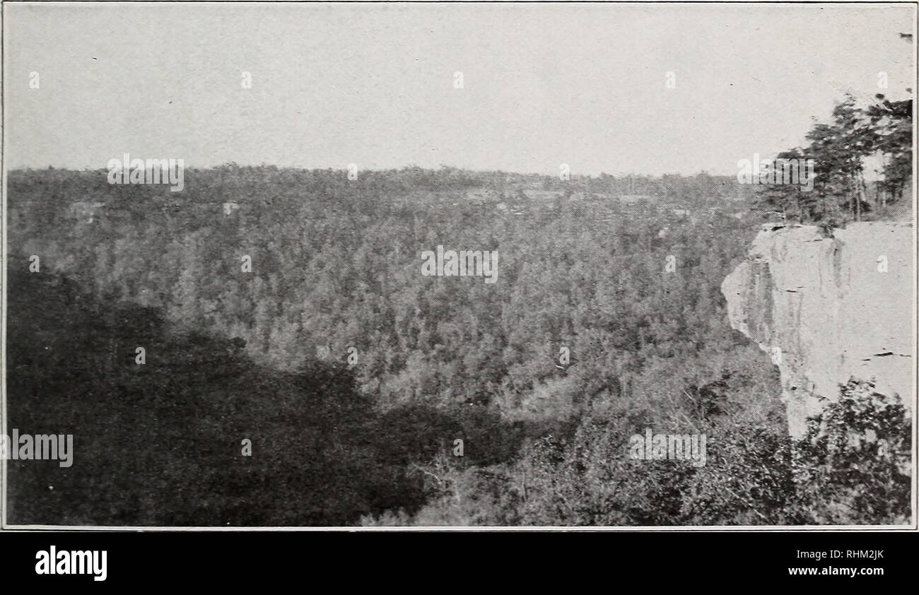 . A biological survey of Alabama. I. Physiography and life zones. II. The mammals. Animals Alabama. BI 5103 Fig. I.—Eastern Slopes of Sand Mountain, from Trenton Valley. Rocky escarpment, heavily timbered, except on steepest slopes.. BI7307 Fig. 2.—Gulch of Long Island Creek, Sand Mountain. Hardwood timber in the bottom of the gulch; shortleaf pines (Pinus virginiana) on top of plateau.. Please note that these images are extracted from scanned page images that may have been digitally enhanced for readability - coloration and appearance of these illustrations may not perfectly resemble the orig Stock Photo