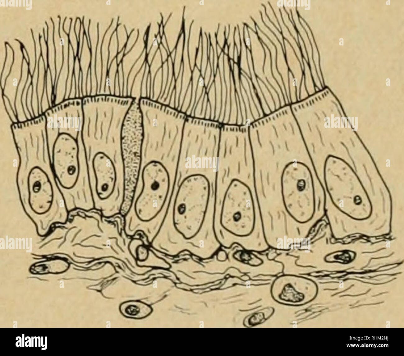 . The Biological bulletin. Biology; Zoology; Marine biology. Figures 2