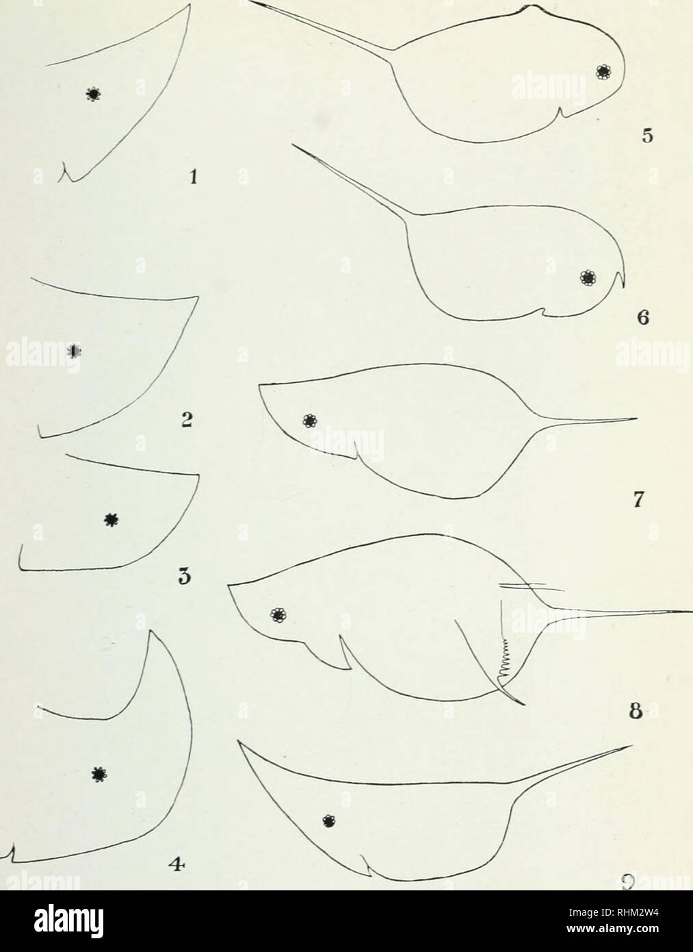 . Biological series. Biology. Plate I. Cladocera, Ontario Figs. 1-4. Daphnia retrocitrva, Rondeau, Lake Erie, June, 1919; variations in cephalic crest. Figs. 5-6. D. longispina var. hyalina form typica. Grenadier Pond, Toronto; peculiar variations. Figs. 7-9. D. longispina var. hyalina form galeata, Georgian Bay; some extreme variations.. Please note that these images are extracted from scanned page images that may have been digitally enhanced for readability - coloration and appearance of these illustrations may not perfectly resemble the original work.. University of Toronto; Toronto, Ont. U Stock Photo