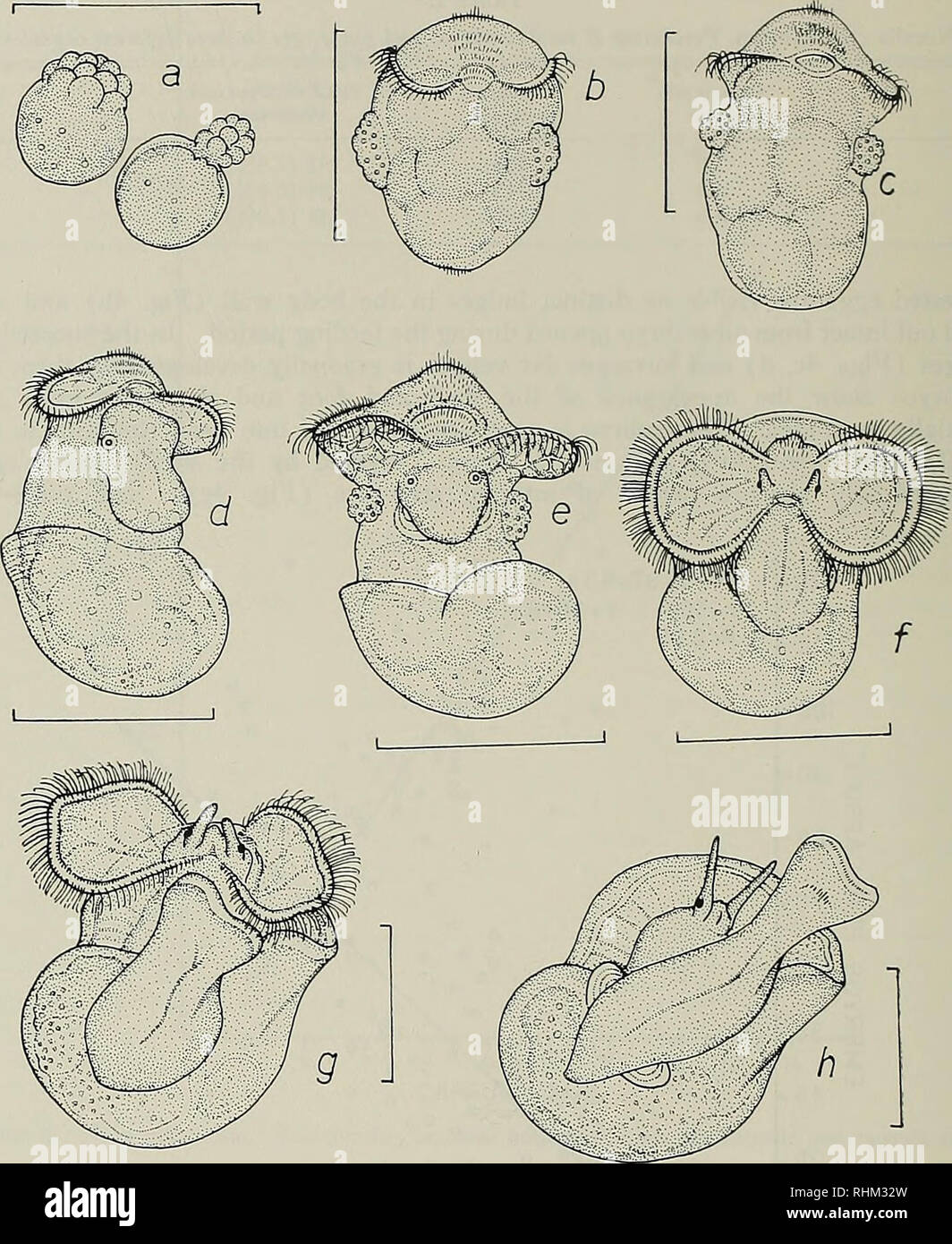 . The Biological bulletin. Biology; Zoology; Marine biology. 458 C. S. GALLARDO. Figure 4. N. crassilabrum. Different stages of intracapsular development, a) a fertile egg (left side) next to a nurse-egg, in cleavage stage, b) trochophore stage with the outlines of whole nurse-eggs seen through the body wall, c-d) early veliger stage, e-f) mean and advanced veliger stage, g) pre-hatching stage with the velum in reabsorption process, h) hatching juvenile stage. The lines equal 500 )im. face of the foot gradually differentiates a small, thin operculum. On either side of the foot a spherical stat Stock Photo