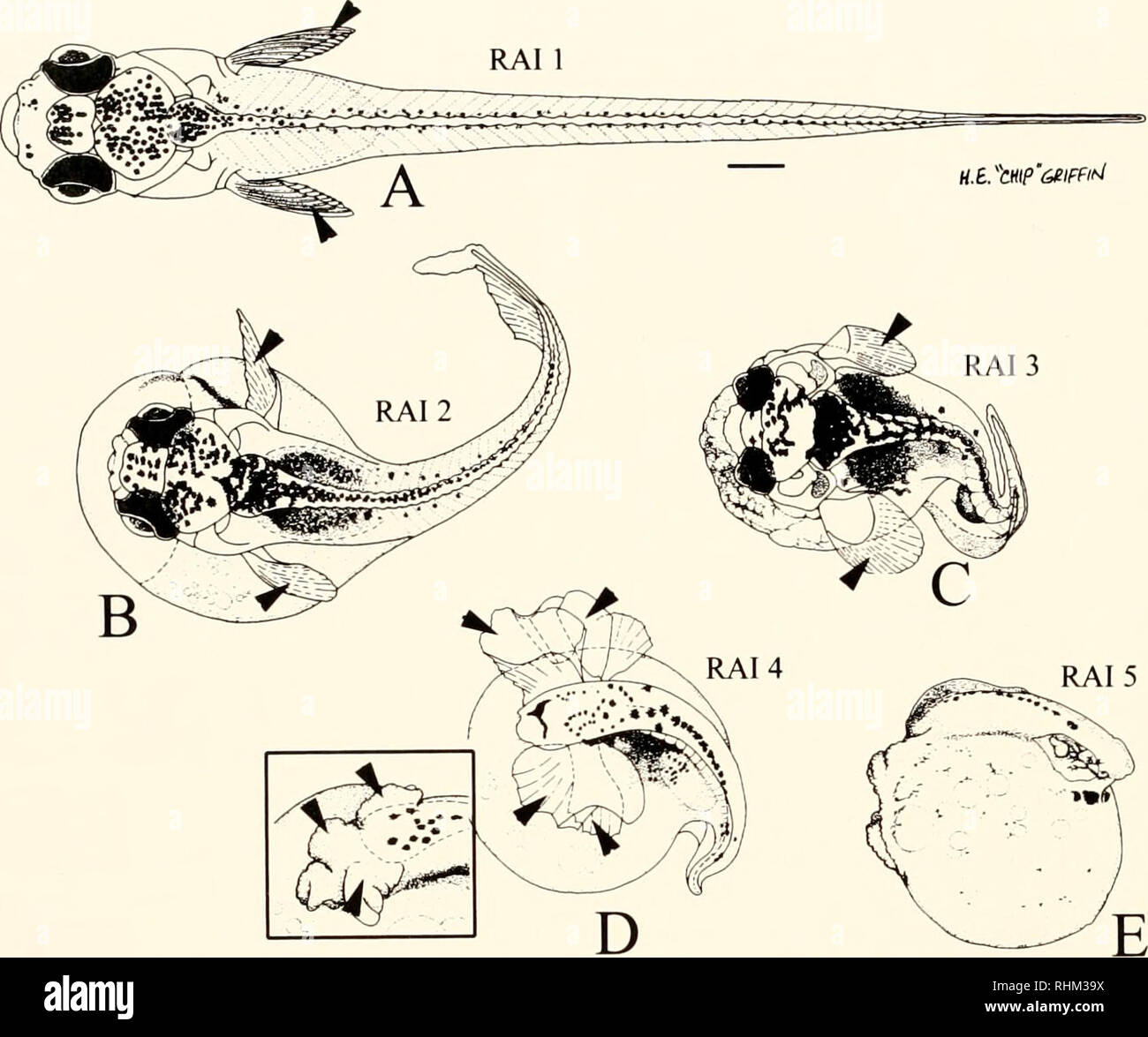 The Biological bulletin. Biology; Zoology; Biology; Marine Biology. 290 M.  W. VANDERSEA ET AL.. Figure 5. Illustrations of live larvae corresponding  to the five retinoic acid (RA) index levels (RAI 1 -
