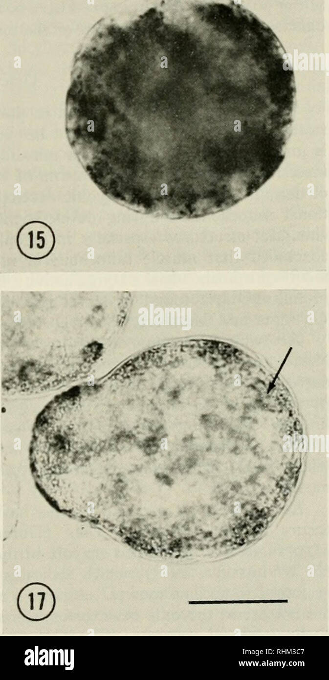 . The Biological bulletin. Biology; Zoology; Marine biology. Figures 14-17. Embryos of Molgula arenata stained histochemically for the mitochondrial enzymes succinic dehydrogenase and cytochrome oxidase. Figure 14. 4-cell stage embryo stained for succinic dehydrogenase. Figure 15. Embryo 6 hr after the 2-cell stage stained for succinic dehydrogenase. Figure 16. 4-cell stage embryo stained for cytochrome oxidase. Figure 17. Hatching larva stained for cytochrome oxidase. The arrow indicates the position of one arm of the muscle cell crescent. All figures are the same magnification; the bar in Fi Stock Photo