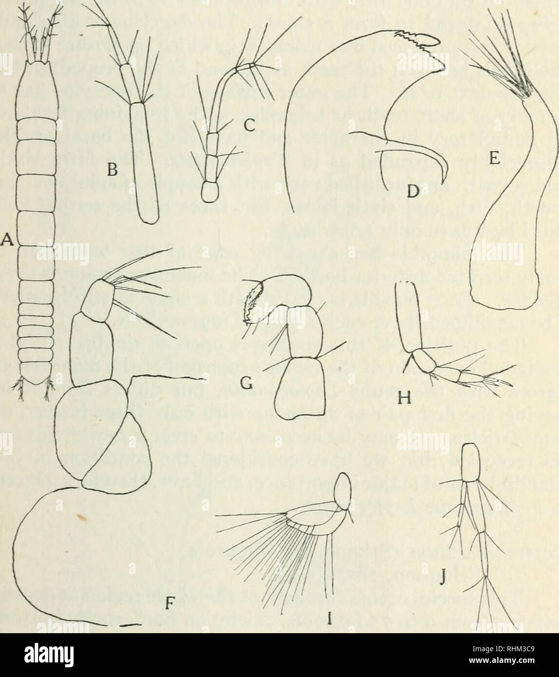 . Biological series. Biology. Wallace: The Isopoda of the Bay of Fundy ii and the seventh approximately equal in length to the second. The thorax narrows to the seventh segment. The sixth segment of the abdomen is longer than any of the others, which are subequal, and is rounded posteriorly.. Fig. 3. Leptognathta (?) psammophila, sp.n.; (A), female, dorsal view, x 20; (B). first antenna, X 80; (C), second antenna, x 80; (D), mandible, x 320; (E), maxilla, x 320: (F), maxilliped, x 320; (G), gnathopod, x 40; (H), fourth leg, x 80; (I), pleopod, x 80; (J), uropod, x 80. The peduncle of the biram Stock Photo