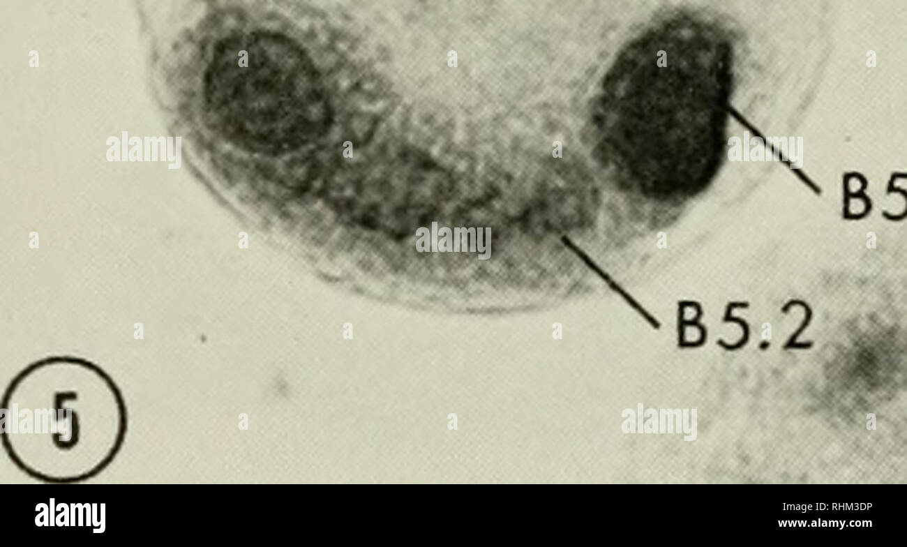 The Biological Bulletin Biology Zoology Marine Biology B4 1 B5 1 Figures 2 5 Embryos Of Molecular & developmental biology (biol3530). alamy
