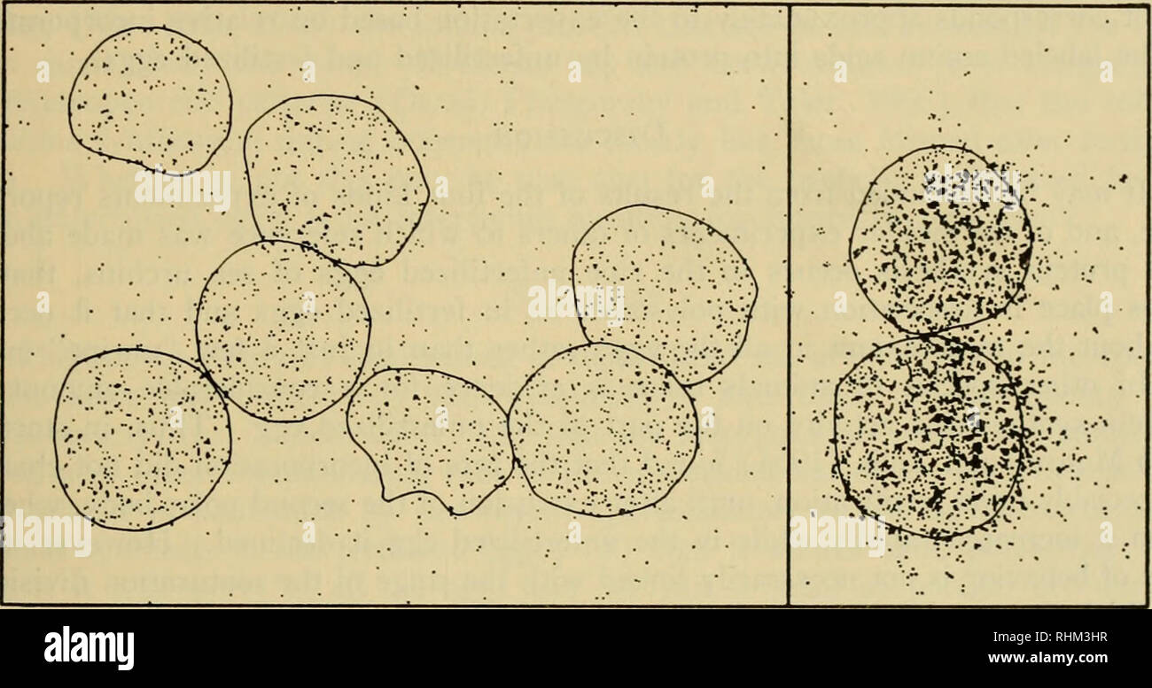 . The Biological bulletin. Biology; Zoology; Marine biology. PROTEIN SYNTHESIS IN SEA URCHIN EGGS 215 activity from the polysome region to the monoribosome region of the gradient after RNase-treatment of the homogenates, particularly of the fertilized eggs; also, pre- treatment with RNase-free trypsin has sensitized the unfertilized egg aggregates to dissociation by RNase. 4. Autoradiography of unfertilised eggs The presence of labeled protein in unfertilized sea urchin eggs that had been exposed to radioactive amino acids has been demonstrated autoradiographically in previous investigations ( Stock Photo