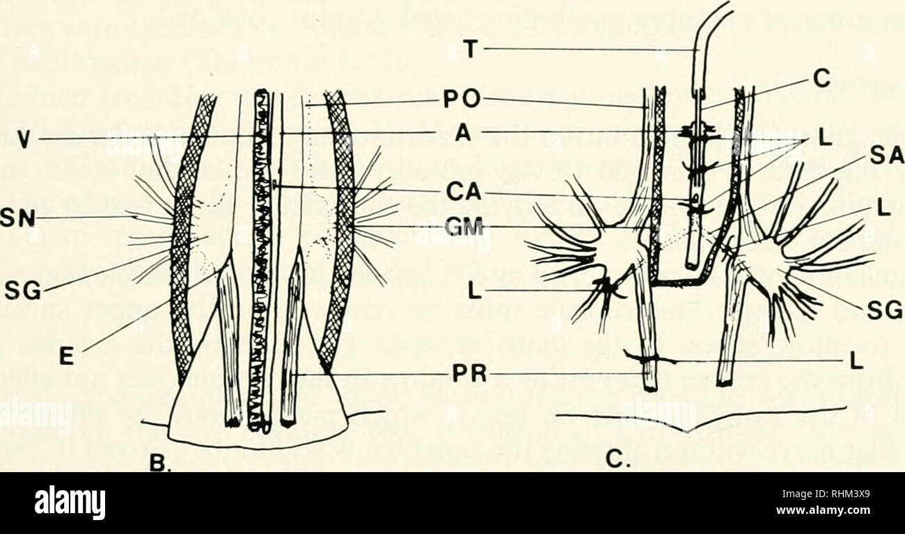 . The Biological bulletin. Biology; Zoology; Biology; Marine Biology