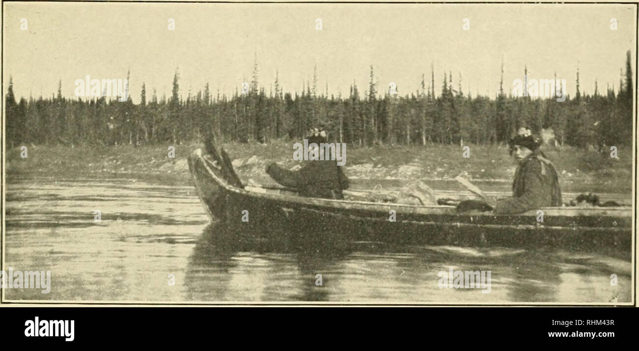 . A biological investigation of the Athabaska-Mackenzie region. Zoology. North American Fauna No. 27, U. S. Dept. Agr. Biological Survey Plate XVIII.. Fig. 1.âBank of Upper Bear River, and Our Indian Escort. â¢ M K.i F , 1 *Â» j J '^ *Â£, j * I' t i* â 3 Â» *1 i 3? J f rp,Â« i M&quot;f jfi &quot;In v3r â¢ i -X -* im SfHgSl 1 1 *$.  Uk -^Â»i,.4â¢i* #'| M: â Â«a u RH MllfllH^*^^l B *râ1-&gt;- ' - Fig. 2.âTrapper's Cabin Near Site of Fort Franklin, Great Bear Lake.. Please note that these images are extracted from scanned page images that may have been digitally enhanced for readability - colo Stock Photo
