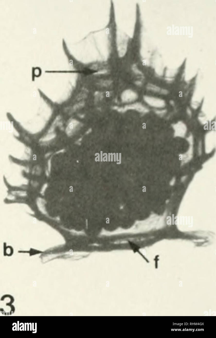 Pedal gland hires stock photography and images Alamy