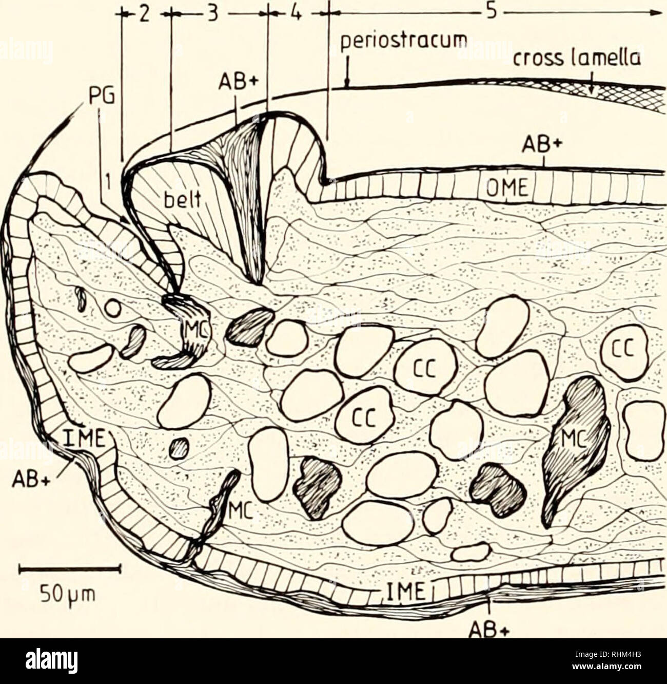 . The Biological bulletin. Biology; Zoology; Biology; Marine Biology. 238 J. C . MARXEN ET At. Table IV The bimlin^ pattern of lectins to the periostracum groove PG). the bell, and the outer mantle epithelium (OME) o/Biomphalaiia glabrata, the extracted water-sohible organic matrix fraction ISM), the 19.6-kDa protein, i nd the acid lEF 1 umds oj the B. glabrata shell Lectin Specificity PG Belt OME Whole SM 19.6 kDa protein A cidic lEF bands UEA-1 Fuc t+; ( + ) - - n.t. n.t. DBA GalNac - ( + ) - - n.t. n.t. SBA GalNac ++ + + + - (+) n.t. MPA Gal, GalNac - + + - + + + â ++ + PNA Gal + + - (+) -  Stock Photo