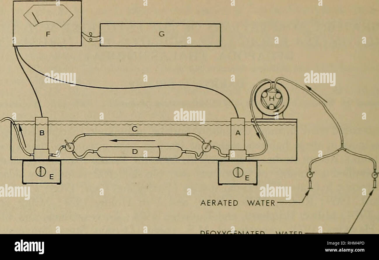 . The Biological bulletin. Biology; Zoology; Marine biology. 126 DARRYL L. FEI.DER. DEOXYGENATED