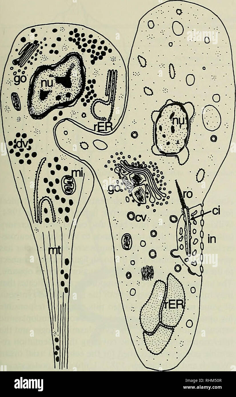 . The Biological bulletin. Biology; Zoology; Marine biology. TOOTH LIGAMENT MORPHOLOGY 227. Figure 38. Schema of dense vesicle and supporting cell constructed from various sections, ci: cilium, cv: coated vesicle, dv: dense vesicle, go: Golgi apparatus, in: indentation, mi: mitochondrion, rat: microtu- bules, nu: nucleus, rER: rough endoplasmic reticulum, ro: rootlet. the pillar bridges of the tooth were marked intensely (Fig. 35). Collagen fibril bundles were marked rarely, whereas the extracellular matrix between the fibril bundles was marked in many places (Fig. 36). Three hours after in- j Stock Photo