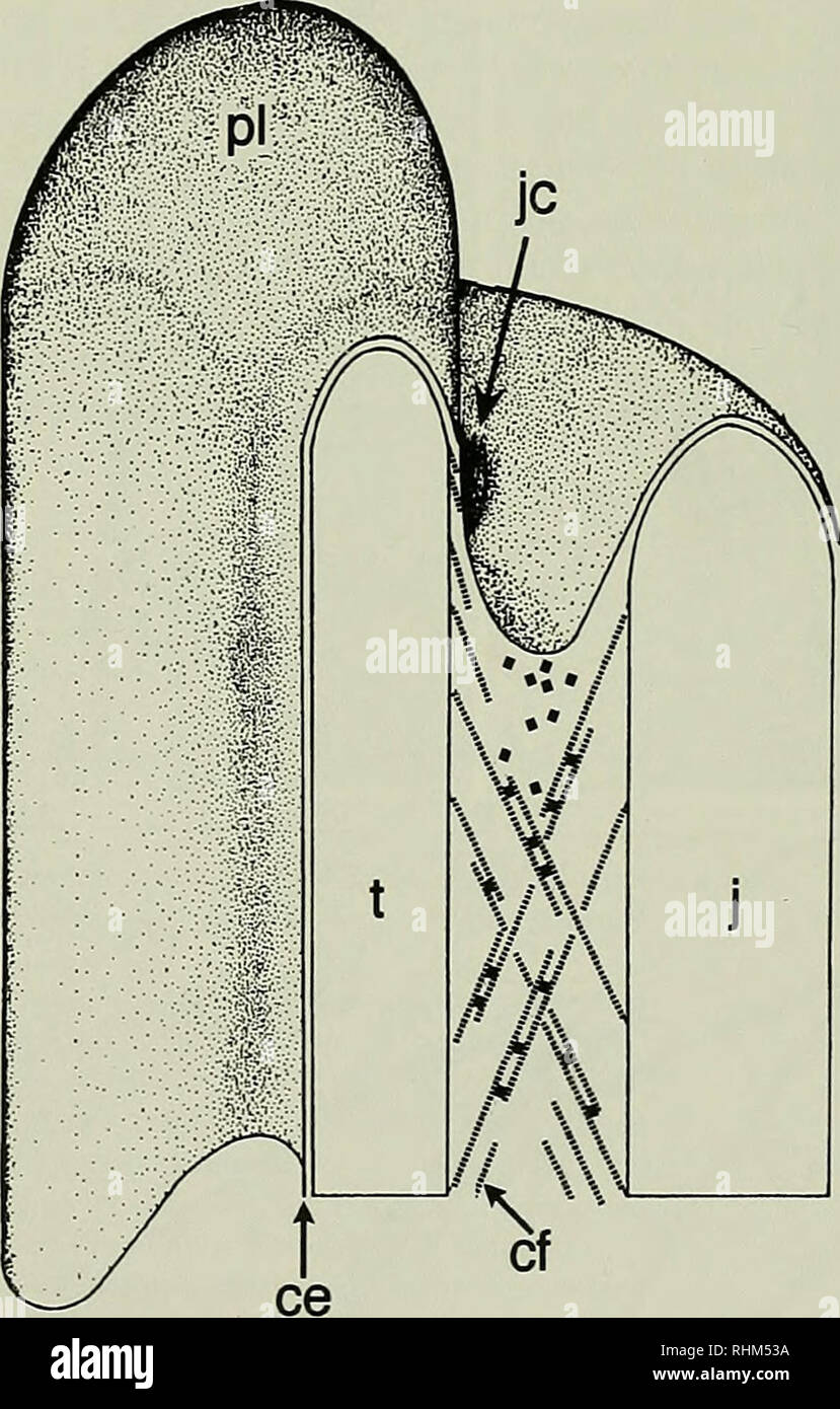 . The Biological bulletin. Biology; Zoology; Marine biology. Figure 1. Schematic view of the lantern of Eucidaris iribuloides. The lantern is oriented with the tips of the teeth at the bottom and the plumulae at the top. One jaw (j) is stippled and its corresponding tooth (t) is black, co: compass, ipm: interpyramidal muscle, pi: plumula of tooth, r: rotula. Figure 2. Schematic cross section of a jaw and a tooth of Eucidaris tribuloides. br: branch of jaw nerve penetrating jaw, j: jaw, jn: jaw nerve, t: tooth, tl: tooth ligament, arrowhead: suture where two halves of one jaw are connected. For Stock Photo