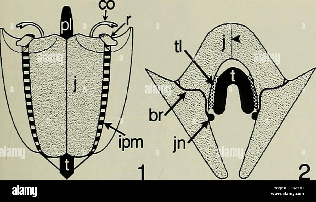 . The Biological bulletin. Biology; Zoology; Marine biology. TOOTH LIGAMENT MORPHOLOGY 219. Figure 1. Schematic view of the lantern of Eucidaris iribuloides. The lantern is oriented with the tips of the teeth at the bottom and the plumulae at the top. One jaw (j) is stippled and its corresponding tooth (t) is black, co: compass, ipm: interpyramidal muscle, pi: plumula of tooth, r: rotula. Figure 2. Schematic cross section of a jaw and a tooth of Eucidaris tribuloides. br: branch of jaw nerve penetrating jaw, j: jaw, jn: jaw nerve, t: tooth, tl: tooth ligament, arrowhead: suture where two halve Stock Photo