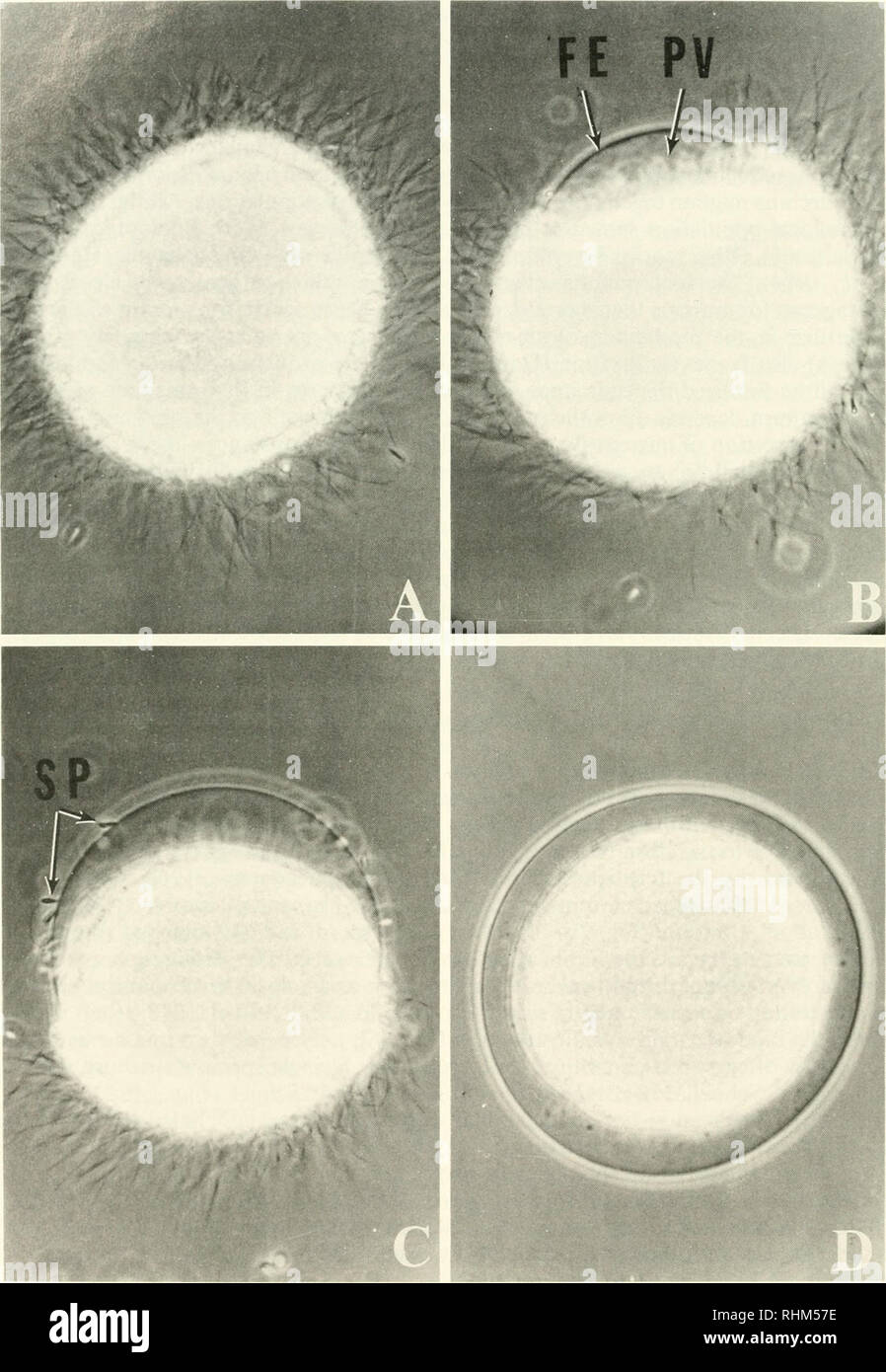 . The Biological bulletin. Biology; Zoology; Biology; Marine Biology. 276 H. SCHUEL. Figure 2. Fertilization reaction of Lytechinus pictus eggs upon insemination with excess sperm. From Vacquier and Payne (1973), reprinted with permission of Academic Press, Inc. A: Egg fixed at 10 s after insemination showing numerous sperm bound to the entire surface of the egg. B: Egg fixed at 25 s. Please note that these images are extracted from scanned page images that may have been digitally enhanced for readability - coloration and appearance of these illustrations may not perfectly resemble the origina Stock Photo