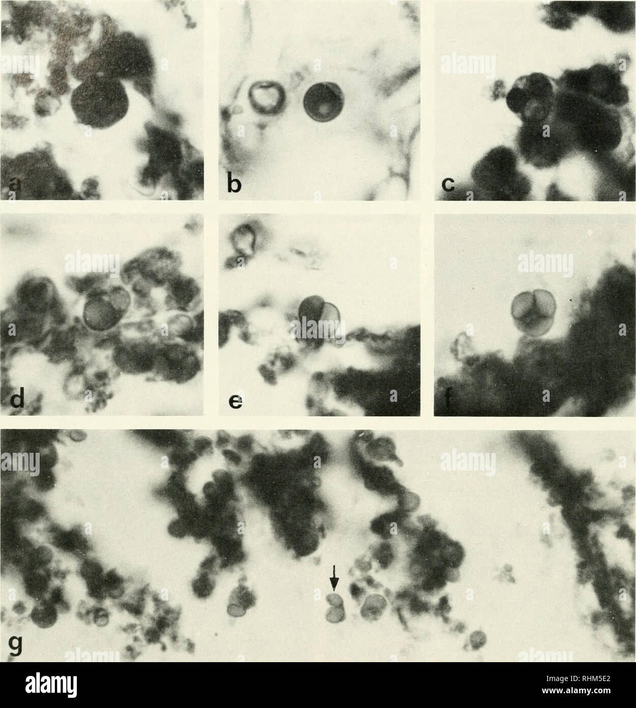 . The Biological bulletin. Biology; Zoology; Biology; Marine Biology