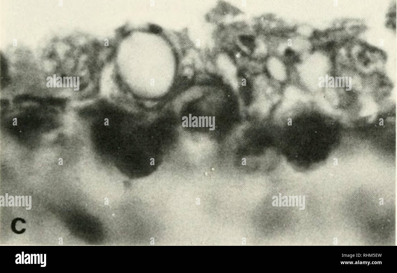 . The Biological bulletin. Biology; Zoology; Biology; Marine Biology