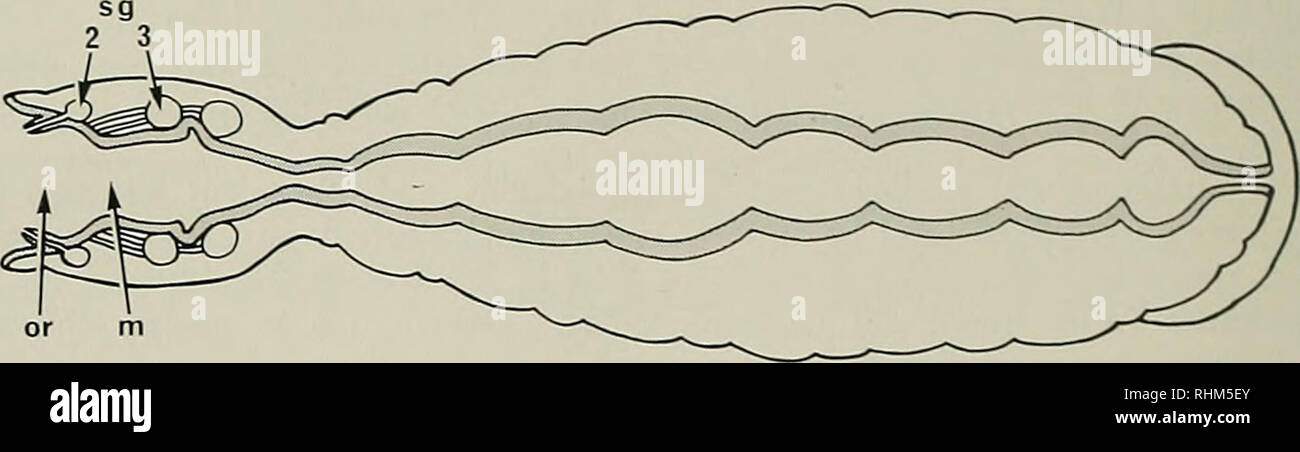 . The Biological bulletin. Biology; Zoology; Marine biology. B Figure 1 ...