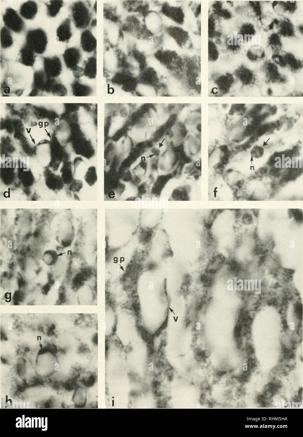 . The Biological bulletin. Biology; Zoology; Biology; Marine Biology