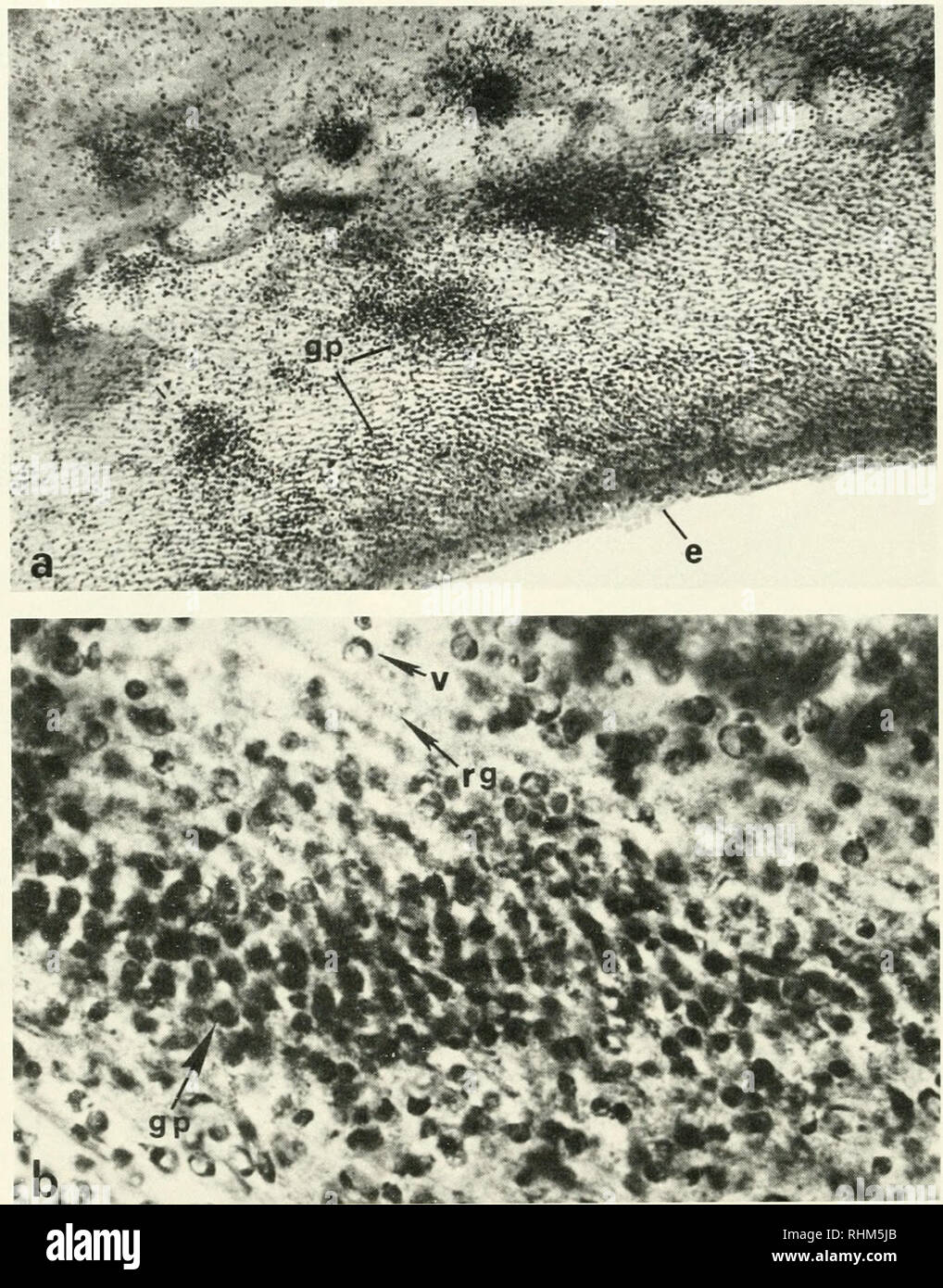 . The Biological bulletin. Biology; Zoology; Biology; Marine Biology
