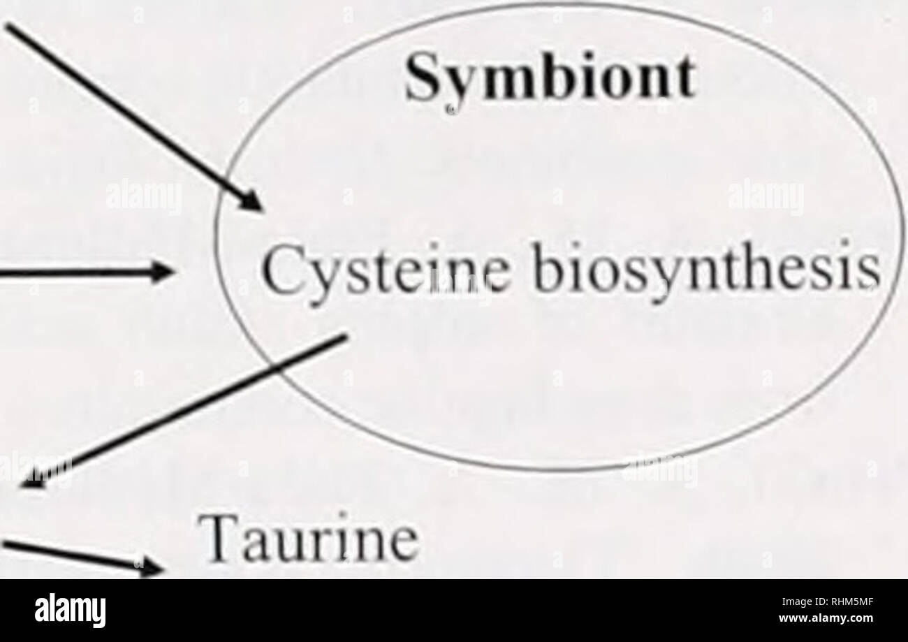 Amino acid taurine hires stock photography and images Alamy