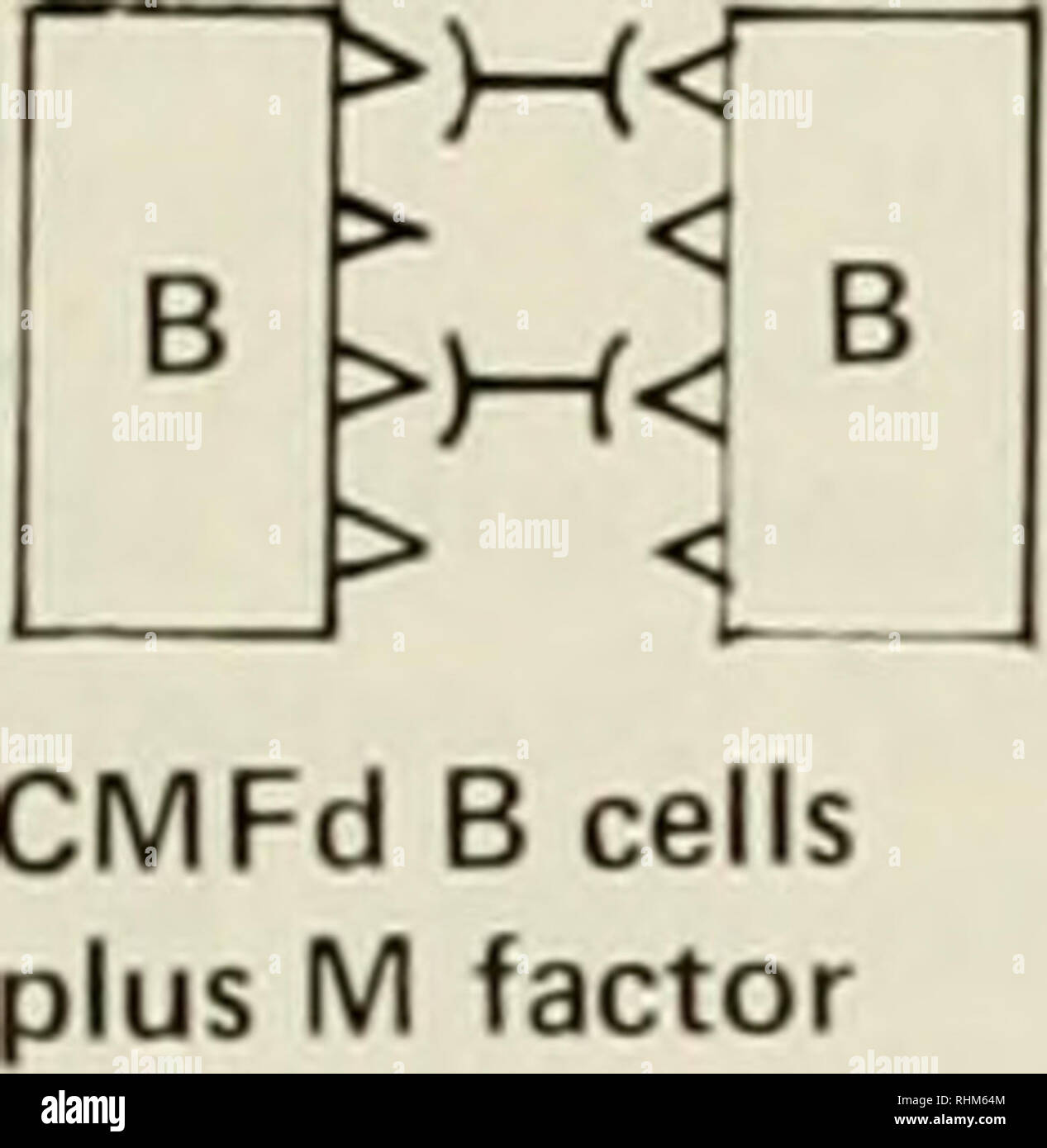 . The Biological bulletin. Biology; Zoology; Marine biology. SPON'GE CELL ADHESION&quot; 12 &gt;—( Mil lull Mill I I I &gt; B &gt; &gt; &gt; 0 Factors &amp; CMFd Cells mi. Aggregates of md cells or CMFd cells plus respective factor 3)—(&lt; )—(&lt; 3 [ B 0 3 ' C 0 CMFd M &amp; B cells plus M factor Unaggregated CMFd O ceils plus M factor Figure 6. A symmetrical factor mechanism sufficient to explain the results reported here. The symbols are the same as in Figure 5, with the addition that B denotes Halichondria bower- banki and 0 denotes Haliclona occulata. M and B factors adhere more strong Stock Photo