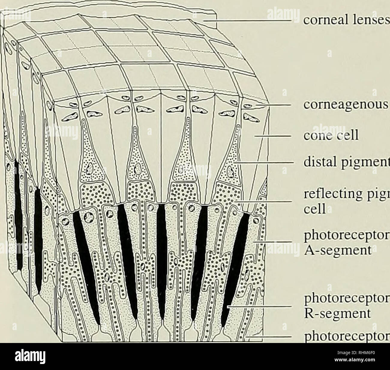. The Biological bulletin. Biology; Zoology; Marine biology. 108 D. J